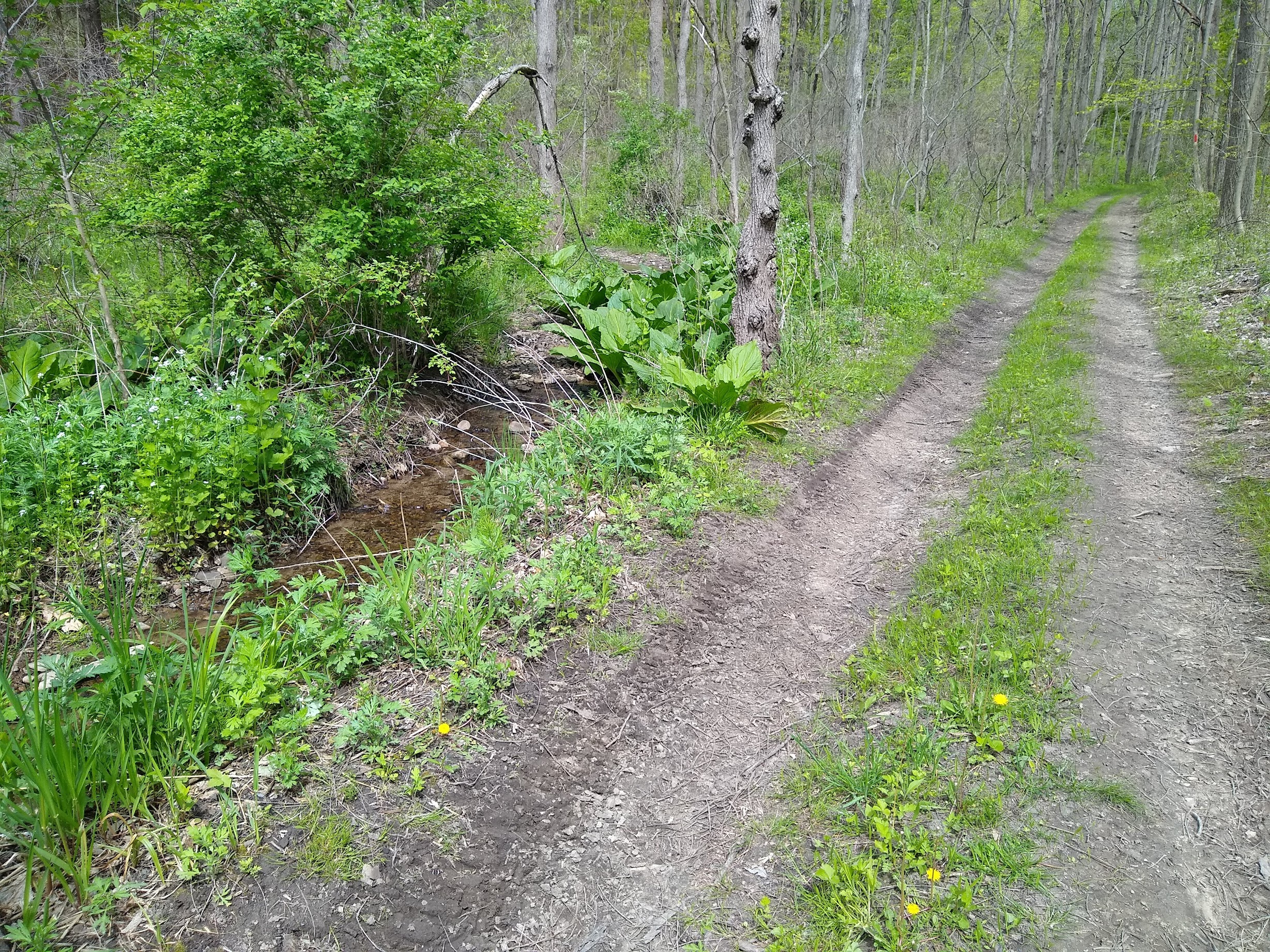 Red Trail